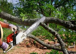 Professional Tree Care  in Enon, OH