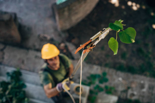 How Our Tree Care Process Works  in  Enon, OH